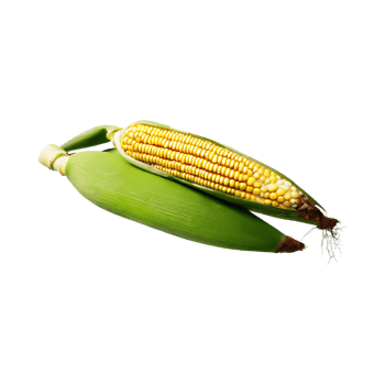 AI generated Bunch Of Yellow Corn With Green Skin, Without Shadow, Isolated Background png
