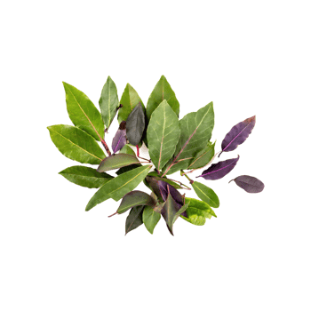 AI generated Floating Of Cluster Of Green And Purple Bay Leaves, Isolated Transparent Background png