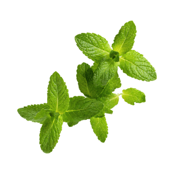 AI generated Floating Of One Fresh Mint Leaf, Without Shadow,Isolated Transparent Background png
