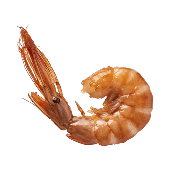 AI generated Floating Of One Brown Dried Shrimp Ebi, Isolated Transparent Background png