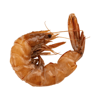 AI generated Floating Of One Brown Dried Shrimp Ebi, Isolated Transparent Background png