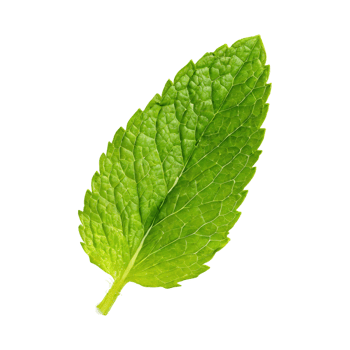 AI generated Floating Of One Fresh Mint Leaf, Without Shadow,Isolated Transparent Background png