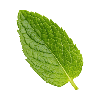 AI generated Floating Of One Fresh Mint Leaf, Without Shadow,Isolated Transparent Background png