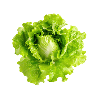 AI generated Floating Of One Fresh Green Lettuce, Without Shadow, Isolated Transparent Background png