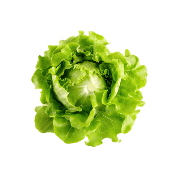 AI generated Fresh Green Lettuce, Without Shadow, Isolated Transparent Background png