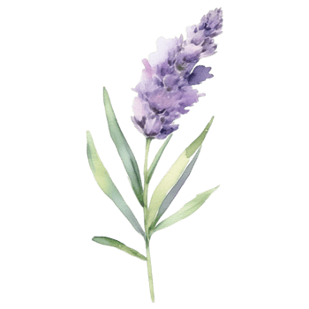 Lavender flower watercolor illustration png