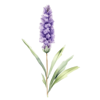 Lavender flower watercolor illustration png