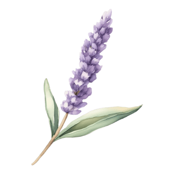 Lavender flower watercolor illustration png