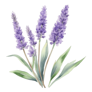 Lavender flower watercolor illustration png