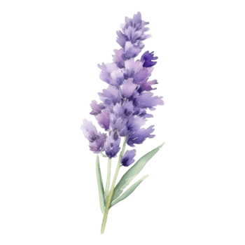 Lavender flower watercolor illustration png