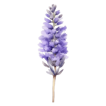 Lavender flower watercolor illustration png