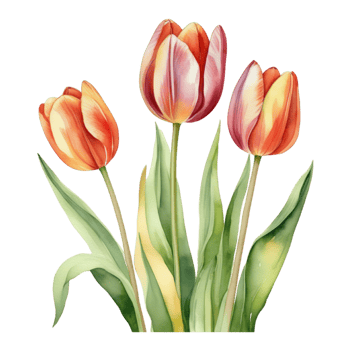 Tulip flower watercolor illustration png