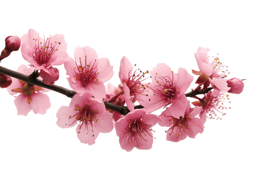 AI generated Branch with colorful blooming flowers isolated on transparent background png
