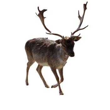 wild animal mammal fallow deer png