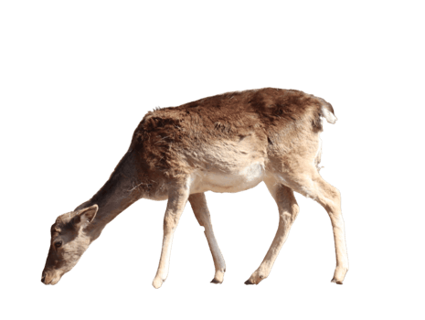 wild animal mammal fallow deer png