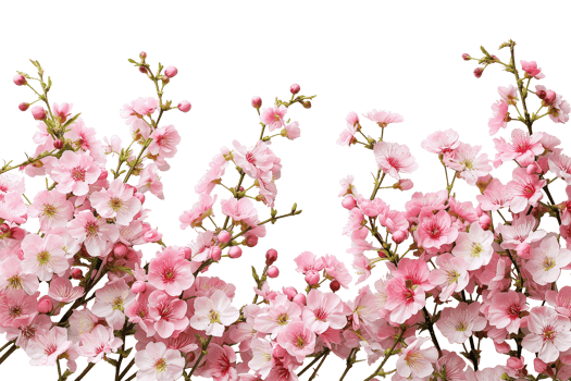 AI generated Branch with colorful blooming flowers isolated on transparent background png