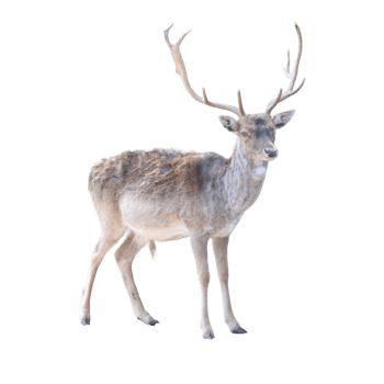 wild animal mammal fallow deer png