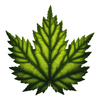 AI generated Green Leaf. Leaf on Transparent Background png