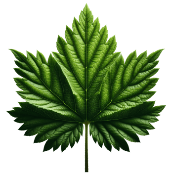 AI generated Green Leaf. Leaf on Transparent Background png