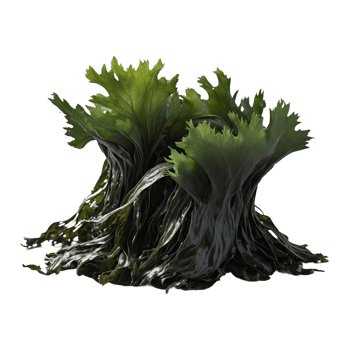 AI generated korea delicious food seaweed isolated on transparent background png