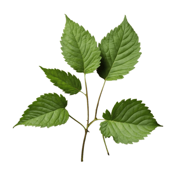 AI generated Blackberry foliage isolated on transparent background png