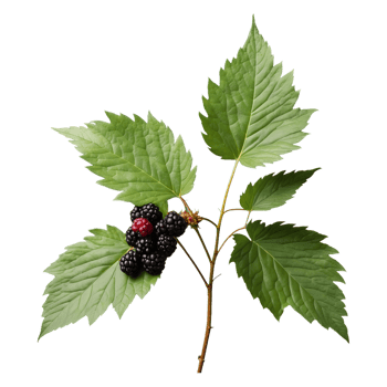 AI generated Blackberry foliage isolated on transparent background png