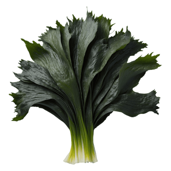 AI generated korea food seaweed isolated on transparent background png