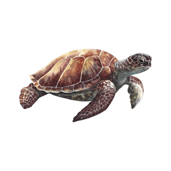 Sea turtle, underwater animals. Watercolor hand drawn. Aquarium, tropical, reef, isolate. Concept for label, banner and flyer, brochure template. png