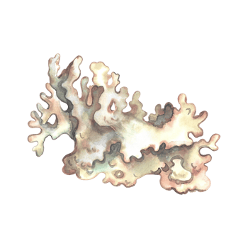 Coral, underwater plants. Watercolor hand drawn. Aquarium, tropical, reef, isolate. Concept for label, banner and flyer, brochure template. png