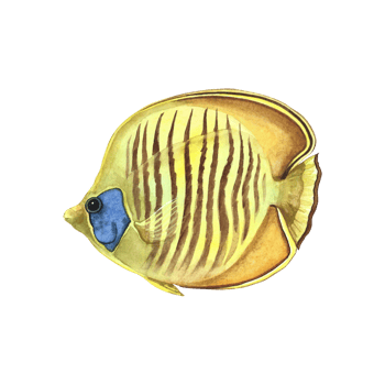 Marine, coral fish Yellow butterfly, Chaetodon semilarvatus. Watercolor hand drawn. Aquarium, tropical, reef fish. Concept for label, banner, flyer, brochure template. png
