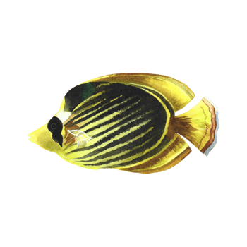 Marine, coral fish Yellow butterfly, Chaetodon semilarvatus. Watercolor hand drawn. Aquarium, tropical, reef fish. Concept for label, banner, flyer, brochure template. png