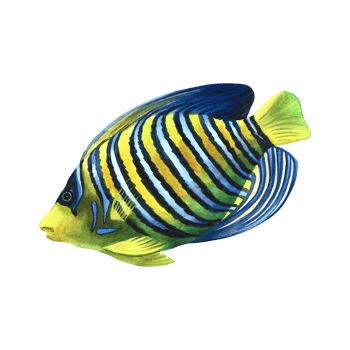 Marine, coral fish pygoplites diacanthus, royal angel. Watercolor hand drawn. Aquarium, tropical, reef fish. Concept for label, banner, flyer, brochure template. png