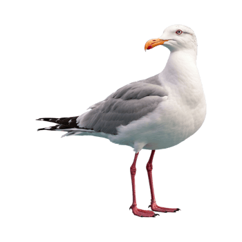 AI generated Seagull bird isolated on transparent background png