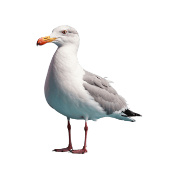 AI generated Seagull bird isolated on transparent background png