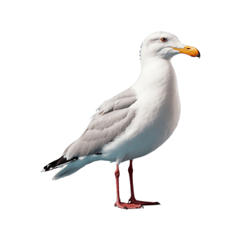 AI generated Seagull bird isolated on transparent background png