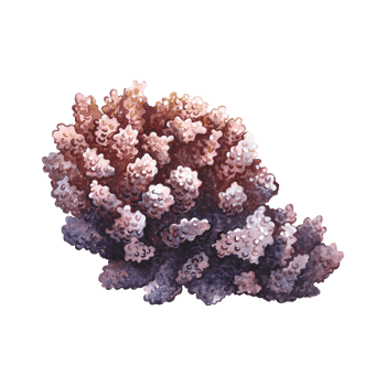 Coral, underwater plants. Watercolor hand drawn. Aquarium, tropical, reef, isolate. Concept for label, banner and flyer, brochure template. png