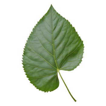 AI generated hackberry leaf isolated on transparent background png