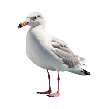 AI generated Seagull bird isolated on transparent background png