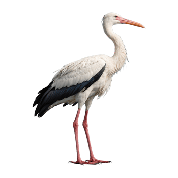 AI generated Stork bird isolated on transparent background png