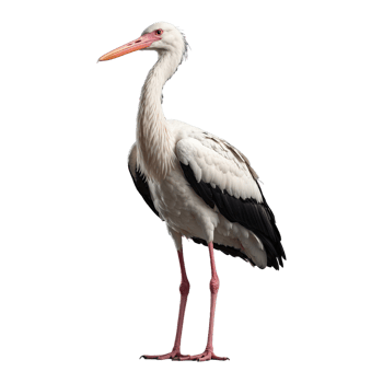 AI generated Stork bird isolated on transparent background png