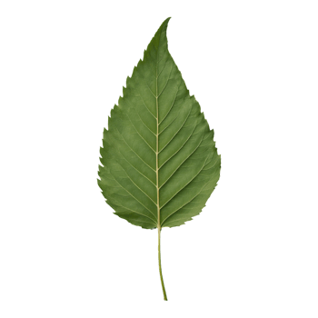 AI generated hackberry leaf isolated on transparent background png