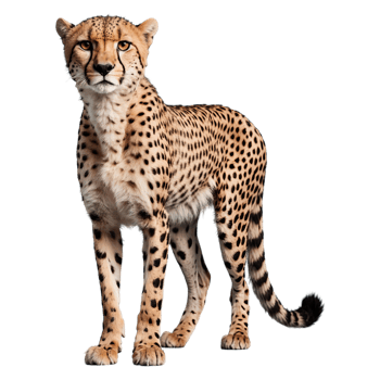 AI generated Cheetah isolated on transparent background png