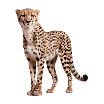 AI generated Cheetah isolated on transparent background png