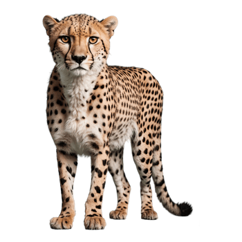 AI generated Cheetah isolated on transparent background png