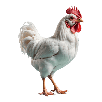 AI generated Chicken isolated on transparent background png