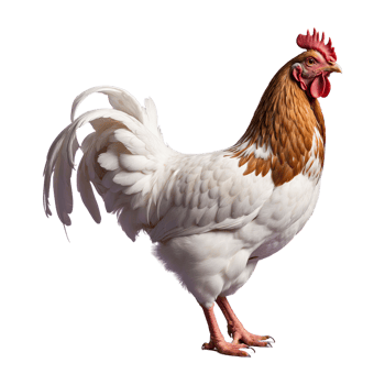 AI generated Chicken isolated on transparent background png