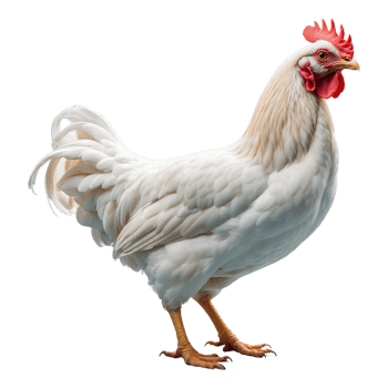 AI generated Chicken isolated on transparent background png