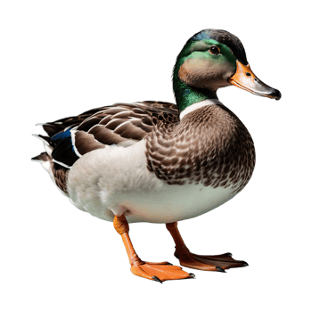 AI generated Duck isolated on transparent background png