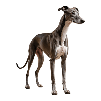 AI generated Greyhound isolated on transparent background png