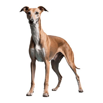 AI generated Greyhound isolated on transparent background png